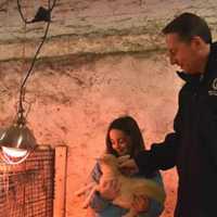 Muscoot Farm Welcomes Three Newborn Pygmy Goats