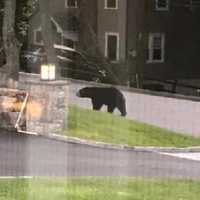 Photos: New Sighting Of Black Bear Making Rounds In Westchester