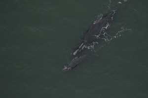 Body Of Mother Whale Struck By Boat Found Off VA Coast, Calf Unlikely To Survive: NOAA