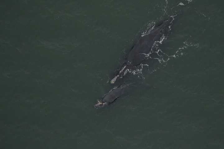 Body Of Mother Whale Struck By Boat Found Off VA Coast, Calf Unlikely To Survive: NOAA