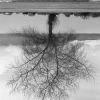 <p>Rodney Graham, Black Cottonwood Tree, Spanish Banks Tree, 2012, Transmounted, monochromatic C-print</p>