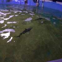 Live Sharks Found In Dutchess Home Top Week's News
