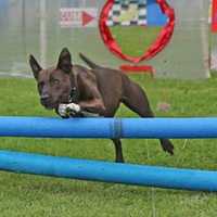 Westport Dog Festival Moved To New Date