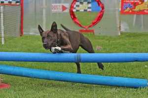 Danbury's Opal Is A Gem In Westport Festival's Fastest Dog Race