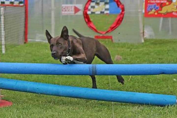 Danbury's Opal Is A Gem In Westport Festival's Fastest Dog Race