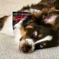 (UPDATE) Woman Critical After Lightning Strike In Boston; Lost Dog Returned To Her Family