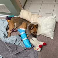 <p>Cheddar in his casts</p>