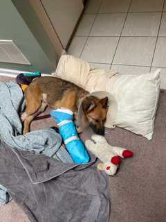 NJ Puppy, Owner's Aircraft Mechanic Roommate Recover After Brutal Attack