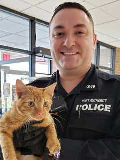 More Than A Feline: Port Authority Officers Rescue Stray Cat At GWB