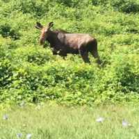 All Sorts Of Wildlife Call Hudson Valley Home, Experts Say