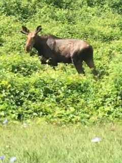 All Sorts Of Wildlife Call Hudson Valley Home, Experts Say