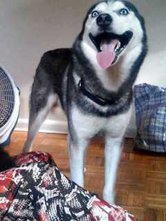 Family's Search For Dog Killer Tops Last Week's News In Passaic County