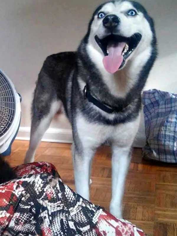 Family's Search For Dog Killer Tops Last Week's News In Passaic County