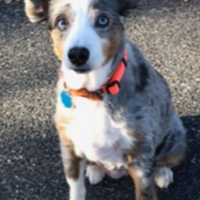 GRAPHIC: Third Dog Burned By Ridgefield Park Vet Could Be Worst Case Yet