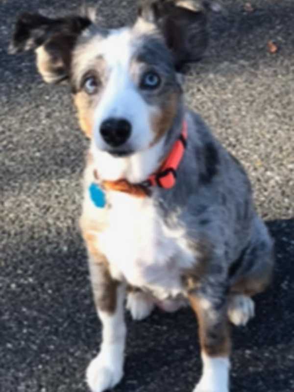 GRAPHIC: Third Dog Burned By Ridgefield Park Vet Could Be Worst Case Yet