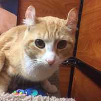 Meow, Meow: Valentine's Day Runs Through Feb. 19 For PetSmart In Greenburgh