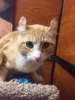 Meow, Meow: Valentine's Day Runs Through Feb. 19 For PetSmart In Greenburgh