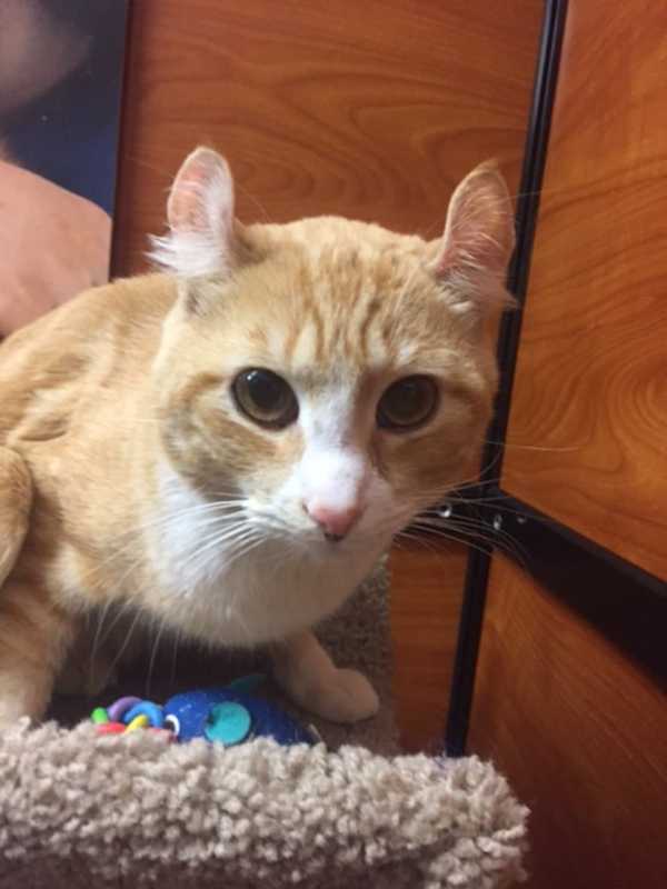Meow, Meow: Valentine's Day Runs Through Feb. 19 For PetSmart In Greenburgh