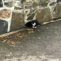 Kitten Rescued After Five Days In Edgemont Drain Pipe