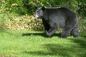 That's A Big Bear: Check Photos Of Sighting Near Fairfield County Border