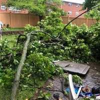 <p>Fallen trees on 3rd Avenue in Hawthorne.</p>