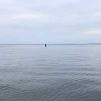 <p>Madelyn and Jim Cummings spotted a humpback whale in the water of Long Island Sound off Norwalk on Friday evening.</p>