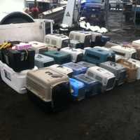 Drug-Raiding Paterson Police Uncover Major Cockfighting Ring: 50 Roosters, Steroids, More