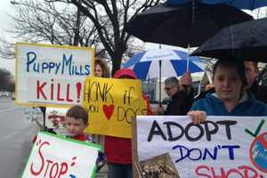 East Rutherford Moves To Ban Sale Of Puppy Mill Dogs