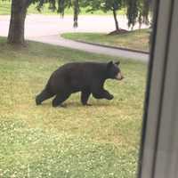 Enjoying A Morning Stroll: Black Bear Makes Rounds In Poughkeepsie