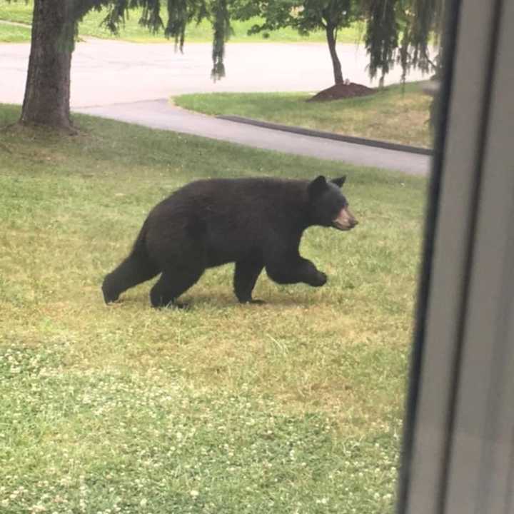 A black bear visiting a Poughkeepsie neighborhood.