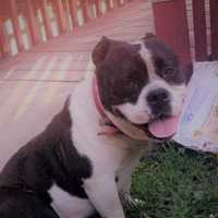 <p>Tank is an American Bulldog.</p>