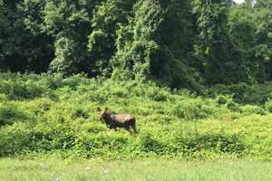 Moose Warning From State Tops Week's News In Putnam County