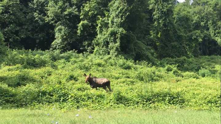 This moose was seen on the side of the Bear Mountain Parkway on the Peekskill/Cortlandt border around 10 a.m. Sunday. It&#x27;s also been spotted in Bedford, Millwood and Ossining.