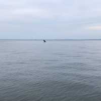 <p>Madelyn and Jim Cummings spotted a humpback whale in the water of Long Island Sound off Norwalk on Friday evening.</p>