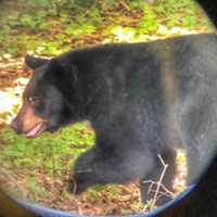 Bear Sightings On Rise In Connecticut, Newly Released Stats Show