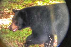 Bear Sightings On Rise In Connecticut, Newly Released Stats Show