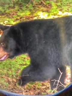 Meet 'Scrabble': Bear Sighted Frequently In Westchester Gets A Nickname