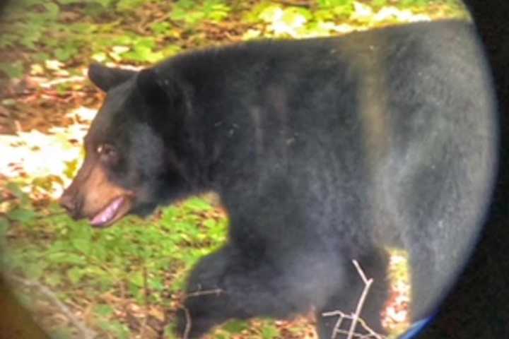 Bear Sightings On Rise In Connecticut, Newly Released Stats Show