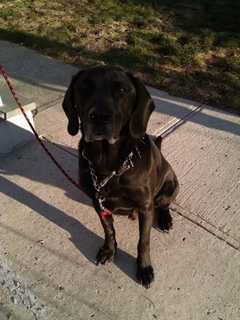 Dog Found Near Douglas Park in Sleepy Hollow