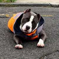 First ResPAWnders: American Bully From Lyndhurst Follows Sign Language Commands
