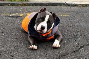 First ResPAWnders: American Bully From Lyndhurst Follows Sign Language Commands