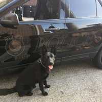 Westport Police Dog Atlas Will Soon Be Bullet-Proofed