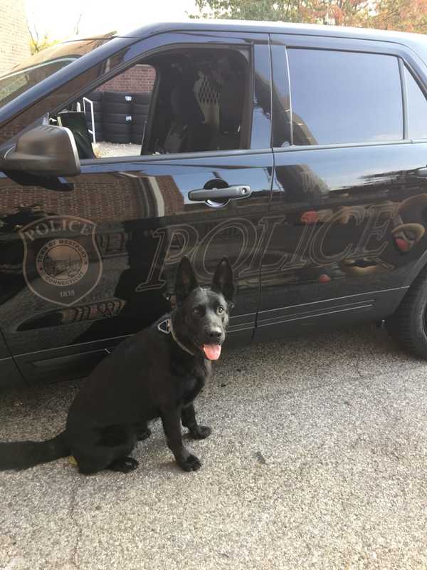 Westport Police Dog Atlas Will Soon Be Bullet-Proofed
