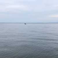 <p>Madelyn and Jim Cummings spotted a humpback whale in the water of Long Island Sound off Norwalk on Friday evening.</p>