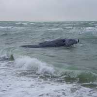 Rare 3-Year-Old Whale Found Dead On Martha’s Vineyard