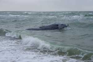 Rare 3-Year-Old Whale Found Dead On Martha’s Vineyard