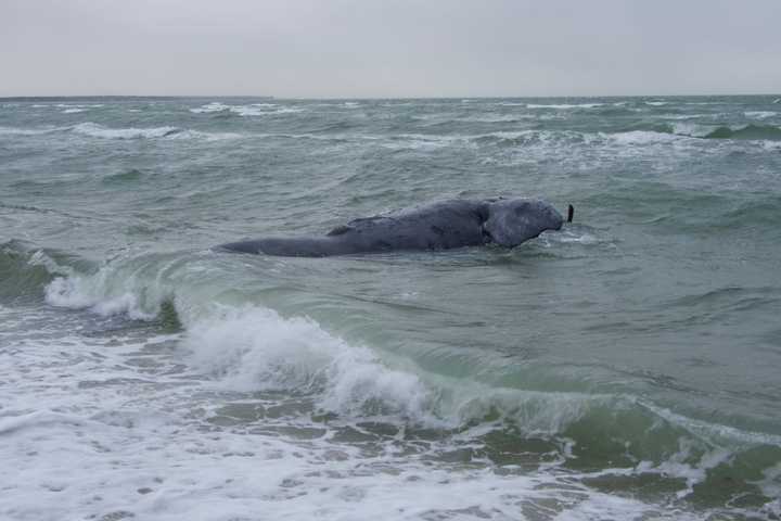 Rare 3-Year-Old Whale Found Dead On Martha’s Vineyard