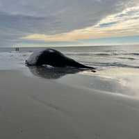Dead Whale Washes Up On Atlantic City Beach — Again