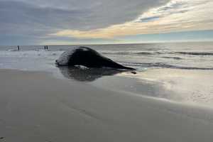 Dead Whale Washes Up On Atlantic City Beach — Again