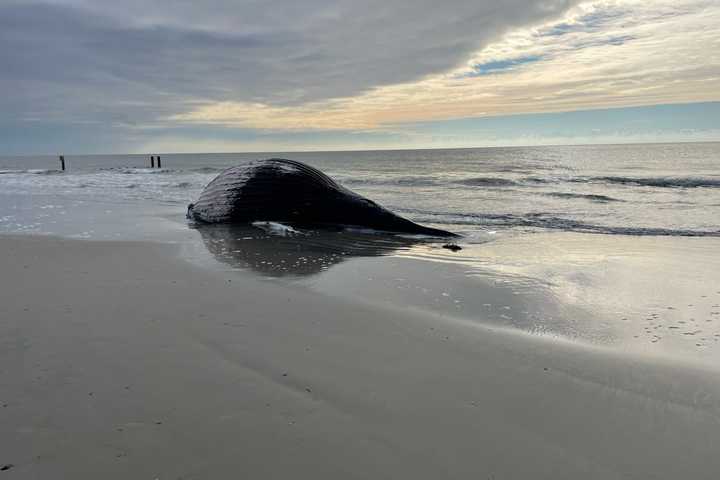 Dead Whale Washes Up On Atlantic City Beach — Again